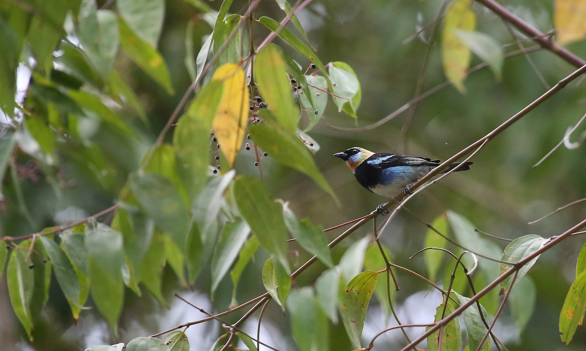 Golden-hooded Tanager - David Brassington