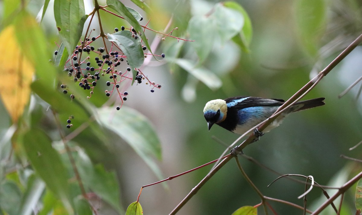 Golden-hooded Tanager - ML619040578