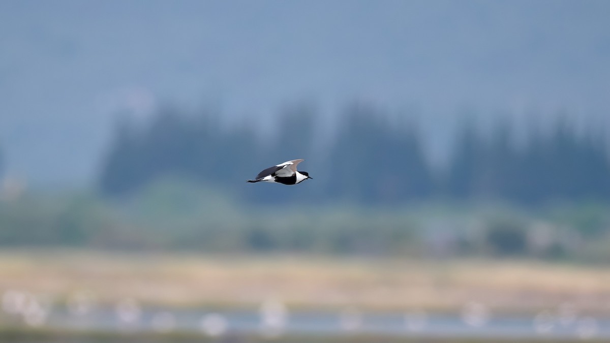 Spur-winged Lapwing - ML619040690