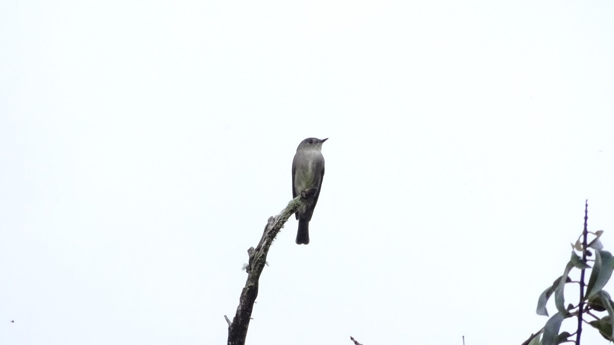 pewee sp. (Contopus sp.) - ML619040694