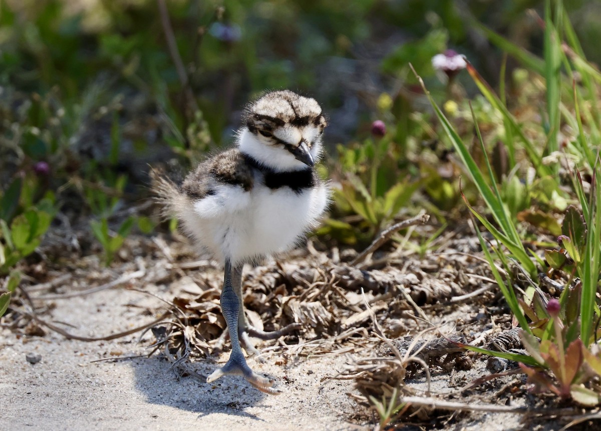 Killdeer - ML619040700