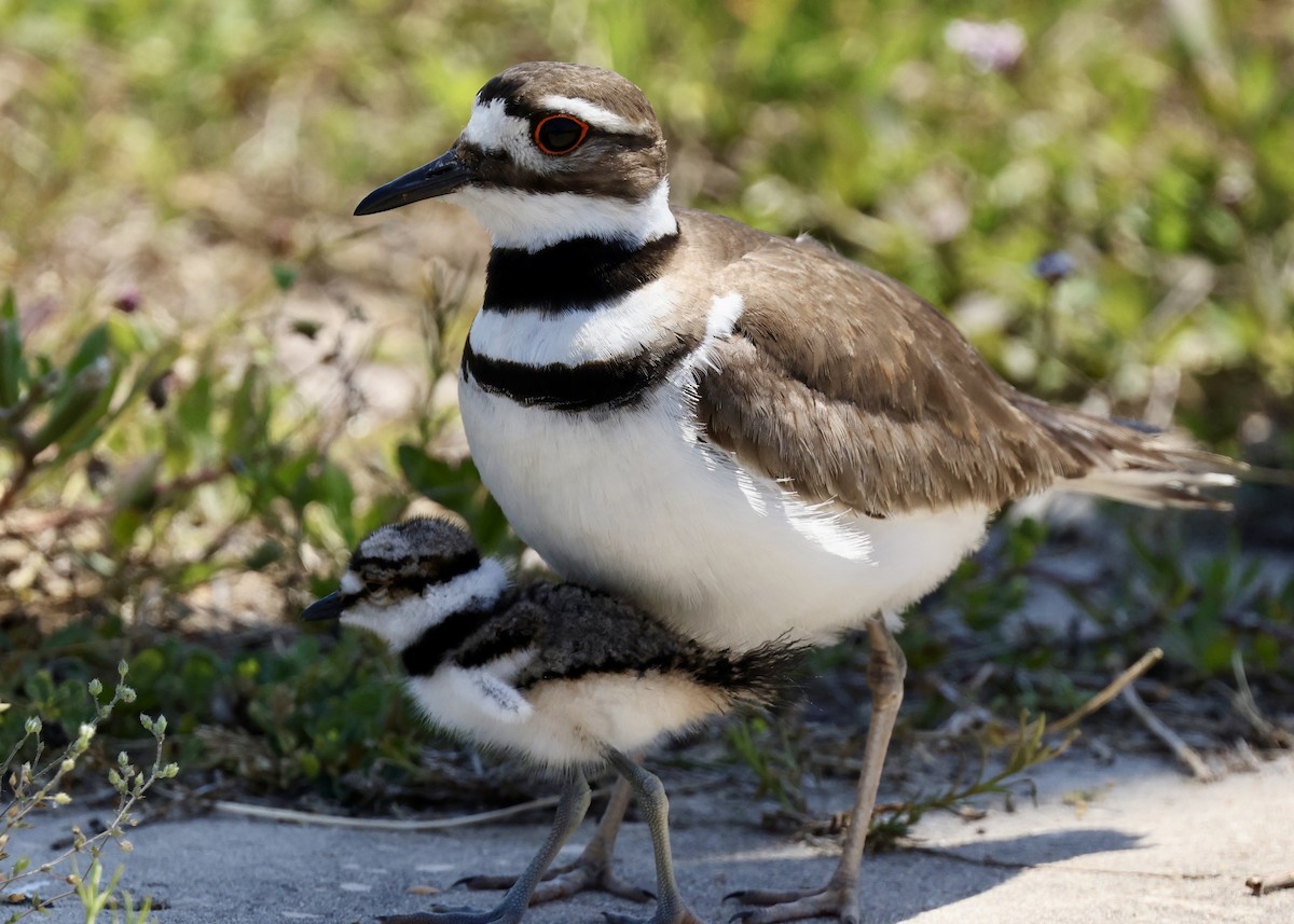 Killdeer - Grace Simms  🐦‍⬛