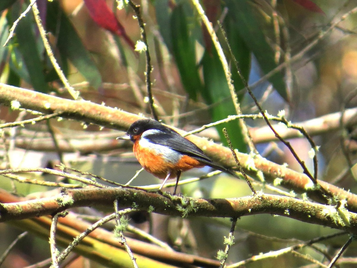 Black-throated Flowerpiercer - Ruder Rivera Cáceres