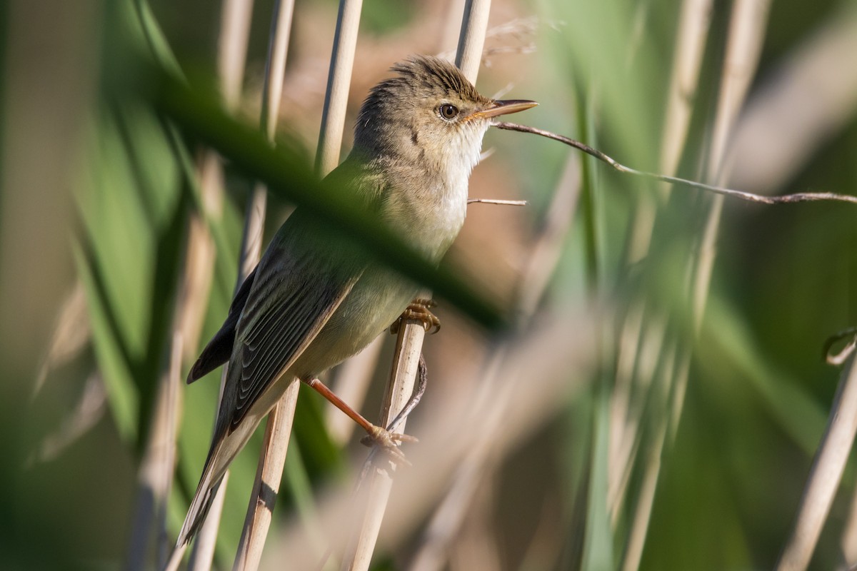 Marsh Warbler - Michal Bagala