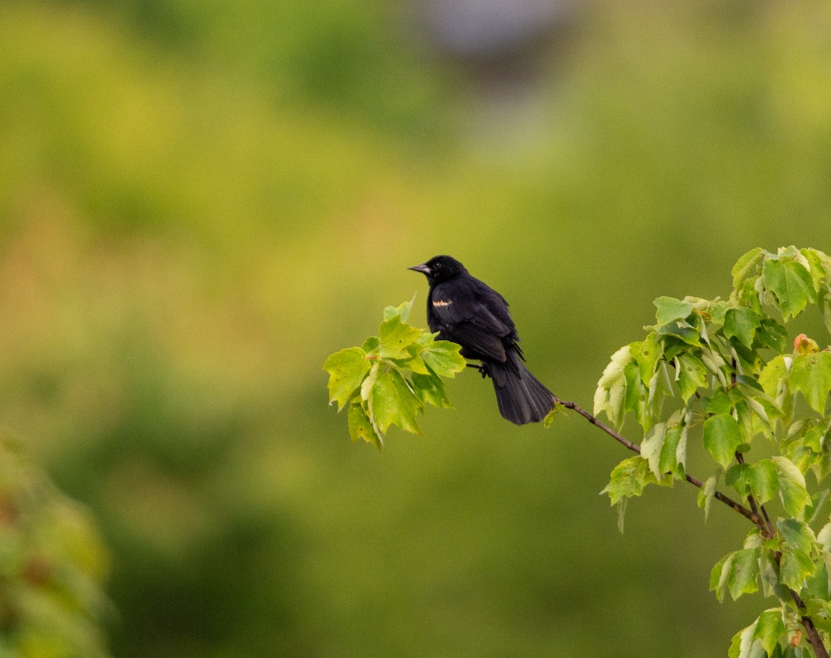 Red-winged Blackbird - Karl Cartwright