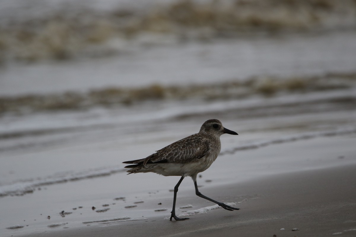 Black-bellied Plover - Stephanie  Wallace