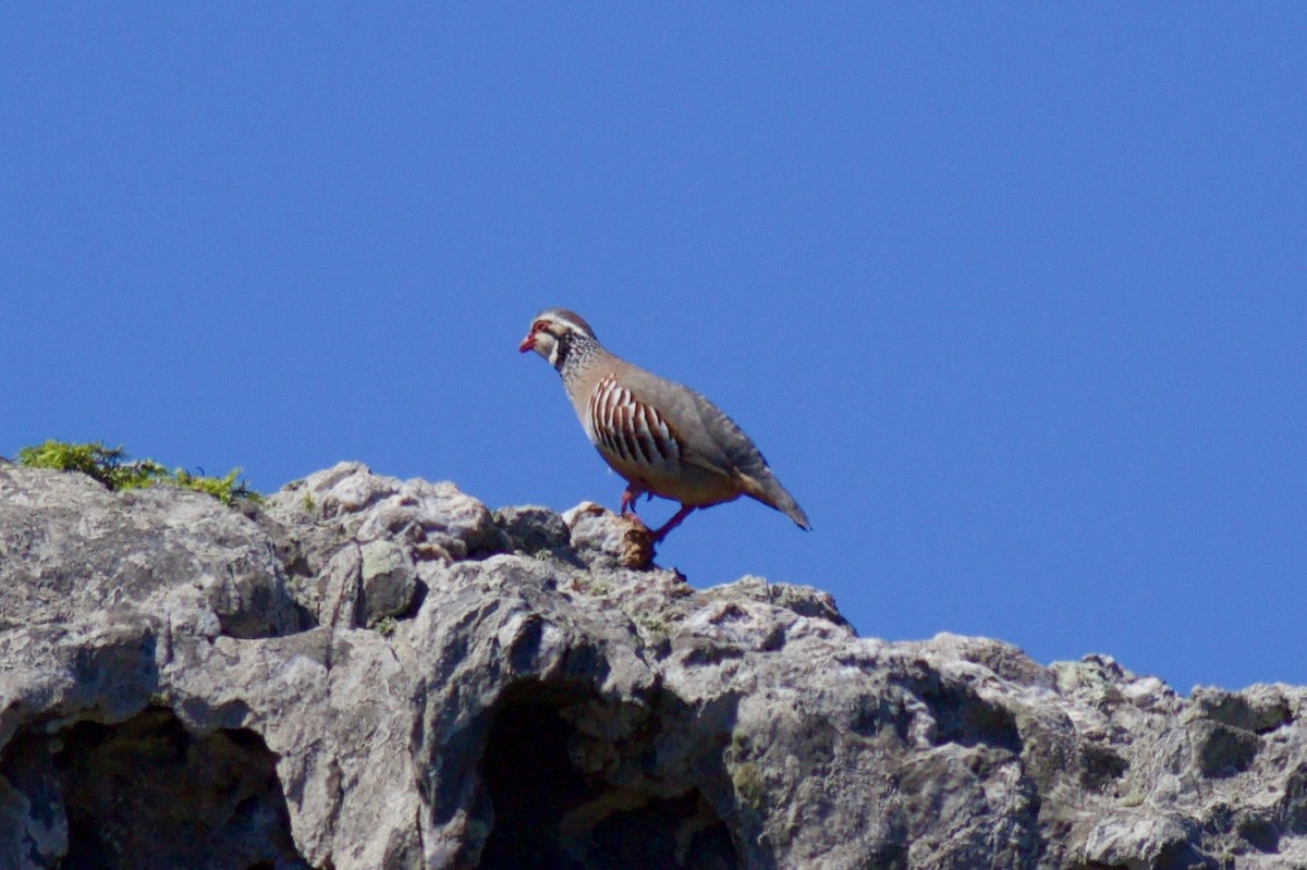 Red-legged Partridge - Philippe Cambien