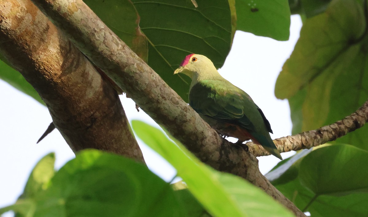 Red-bellied Fruit-Dove - Tom Tarrant