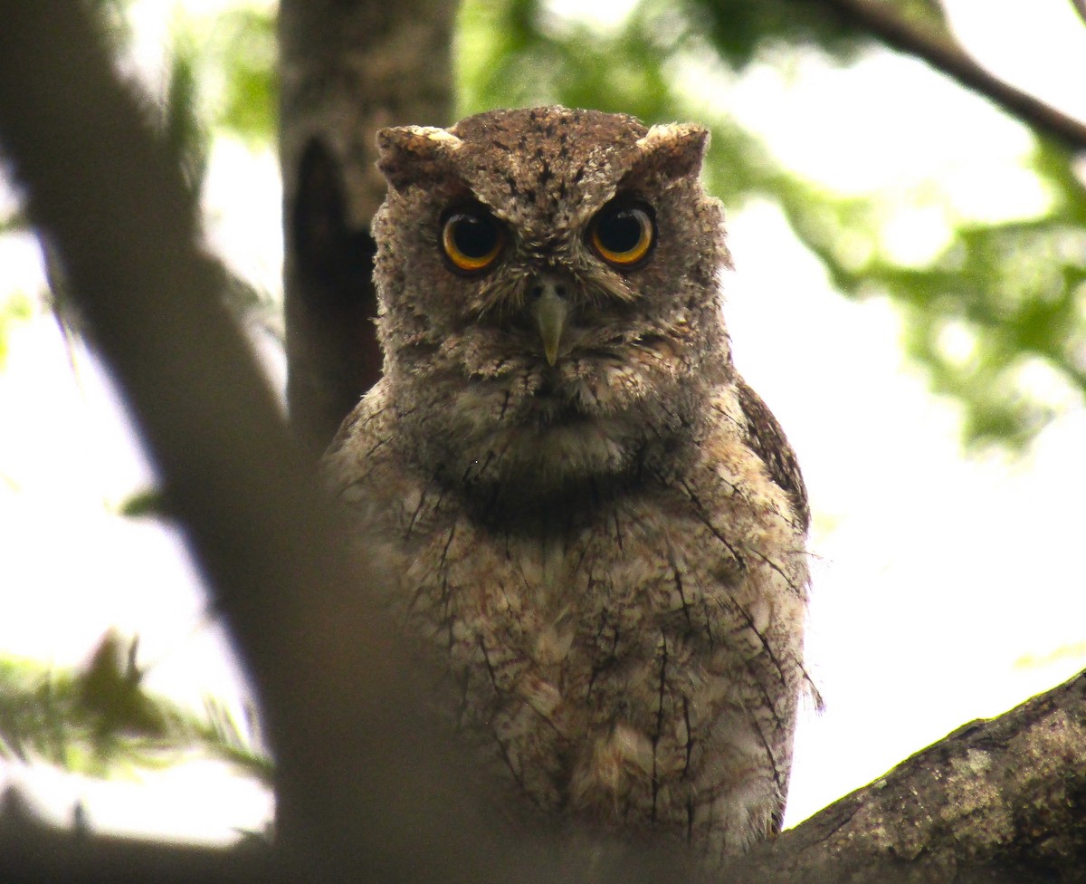Pacific Screech-Owl - Liliana Matute Mandujano