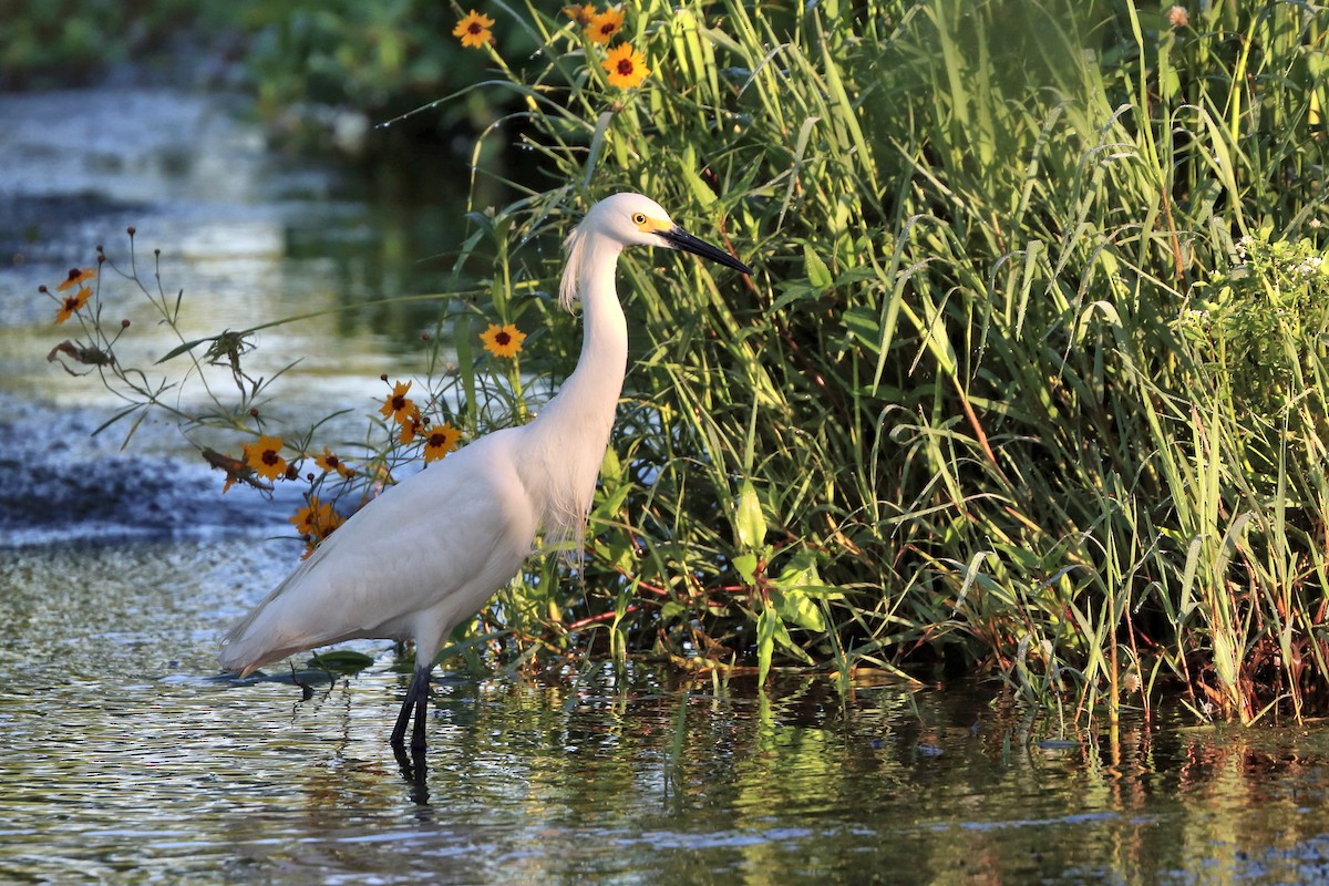 Snowy Egret - ML619040790