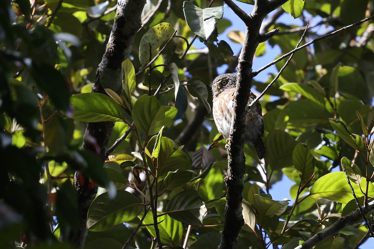 Collared Owlet - Brendan Ryan