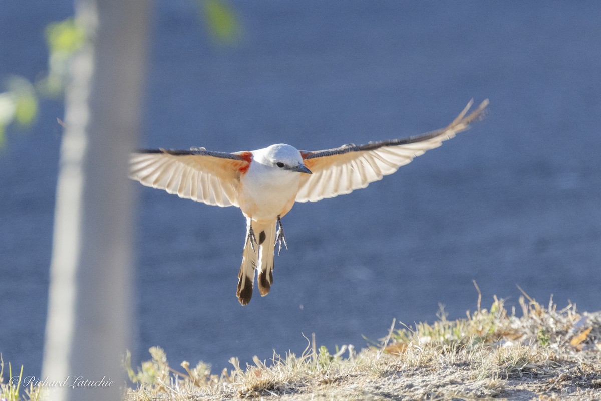 Scissor-tailed Flycatcher - Richard Latuchie