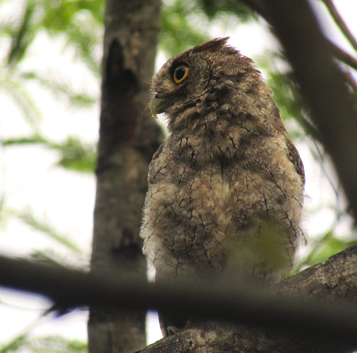 Pacific Screech-Owl - Liliana Matute Mandujano