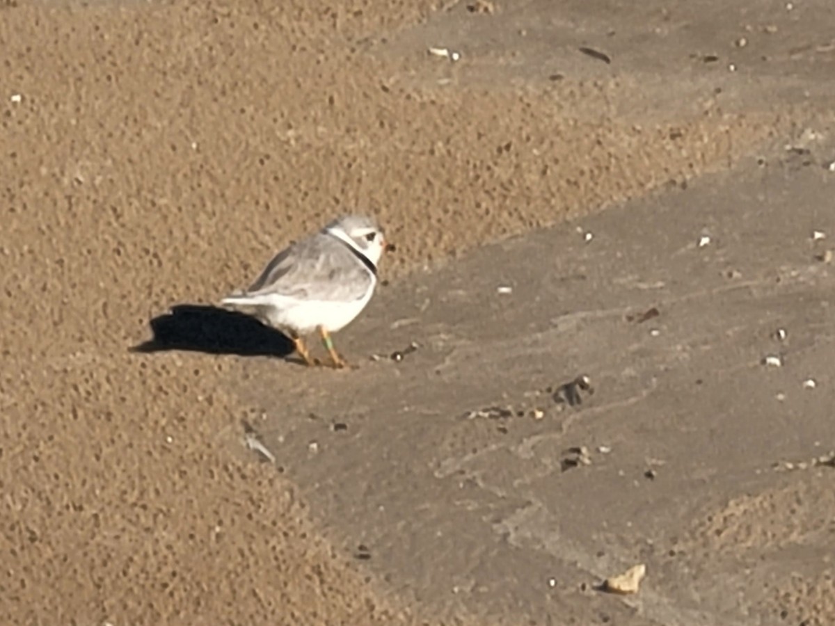 Piping Plover - Charlotte Farrell