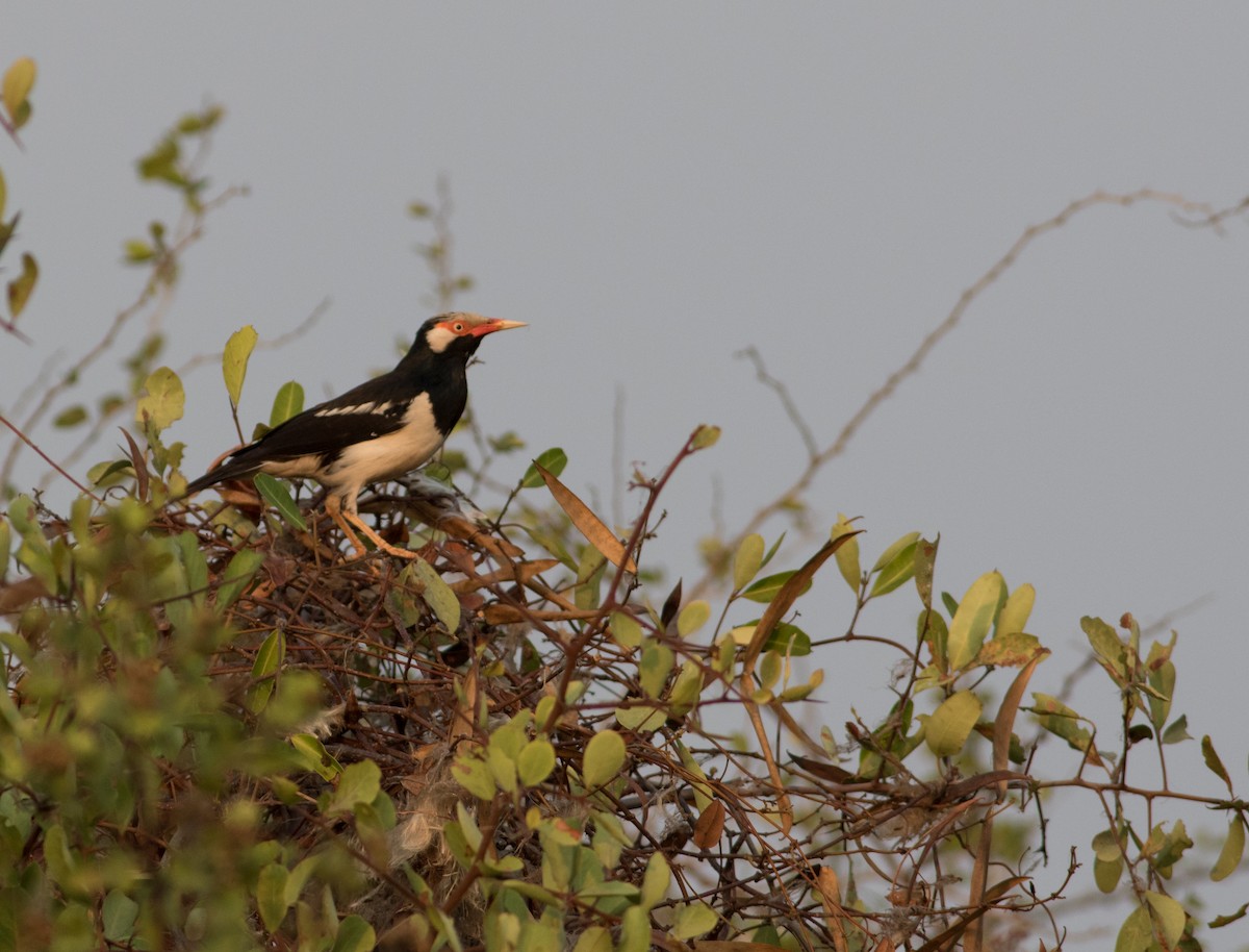 Siamese Pied Starling - ML619040804