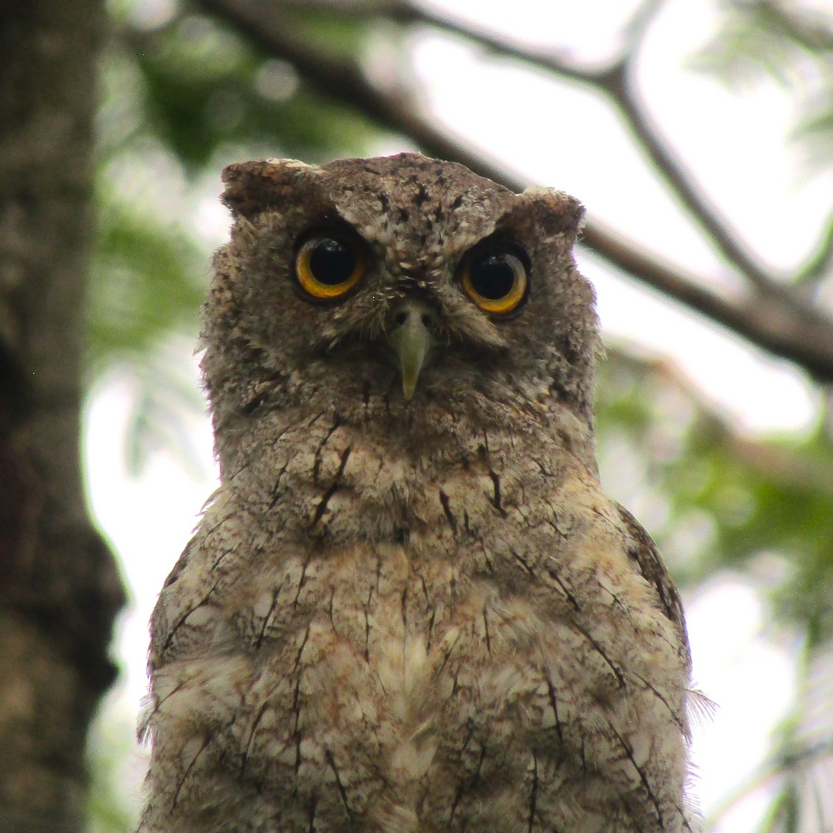 Pacific Screech-Owl - Liliana Matute Mandujano