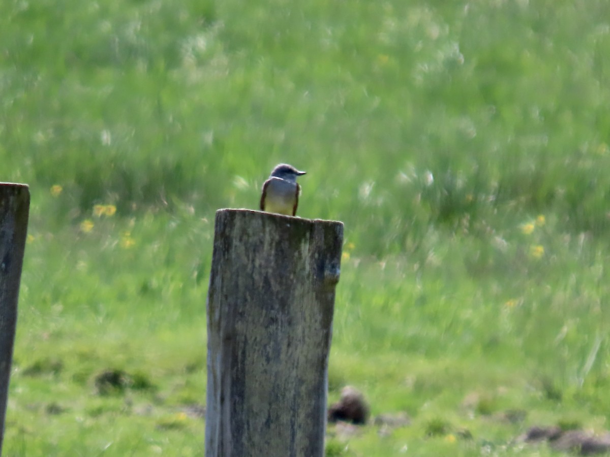 Western Kingbird - George Gerdts