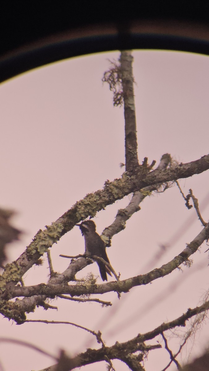 Long-billed Starthroat - Danny J Alvarado S