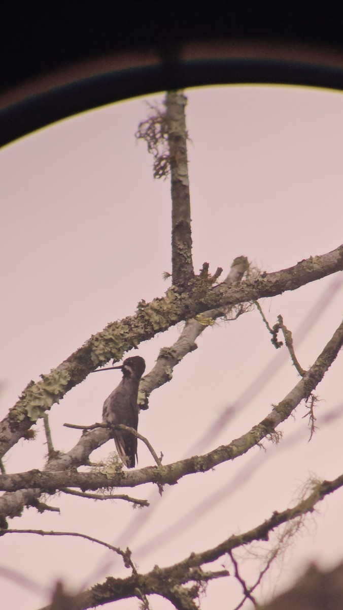 Long-billed Starthroat - Danny J Alvarado S