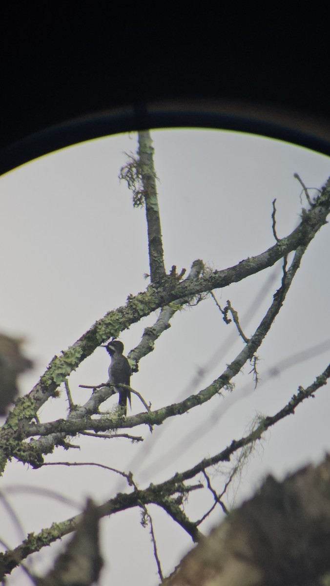 Long-billed Starthroat - Danny J Alvarado S