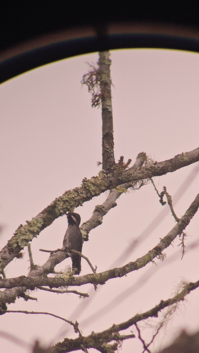 Long-billed Starthroat - Danny J Alvarado S