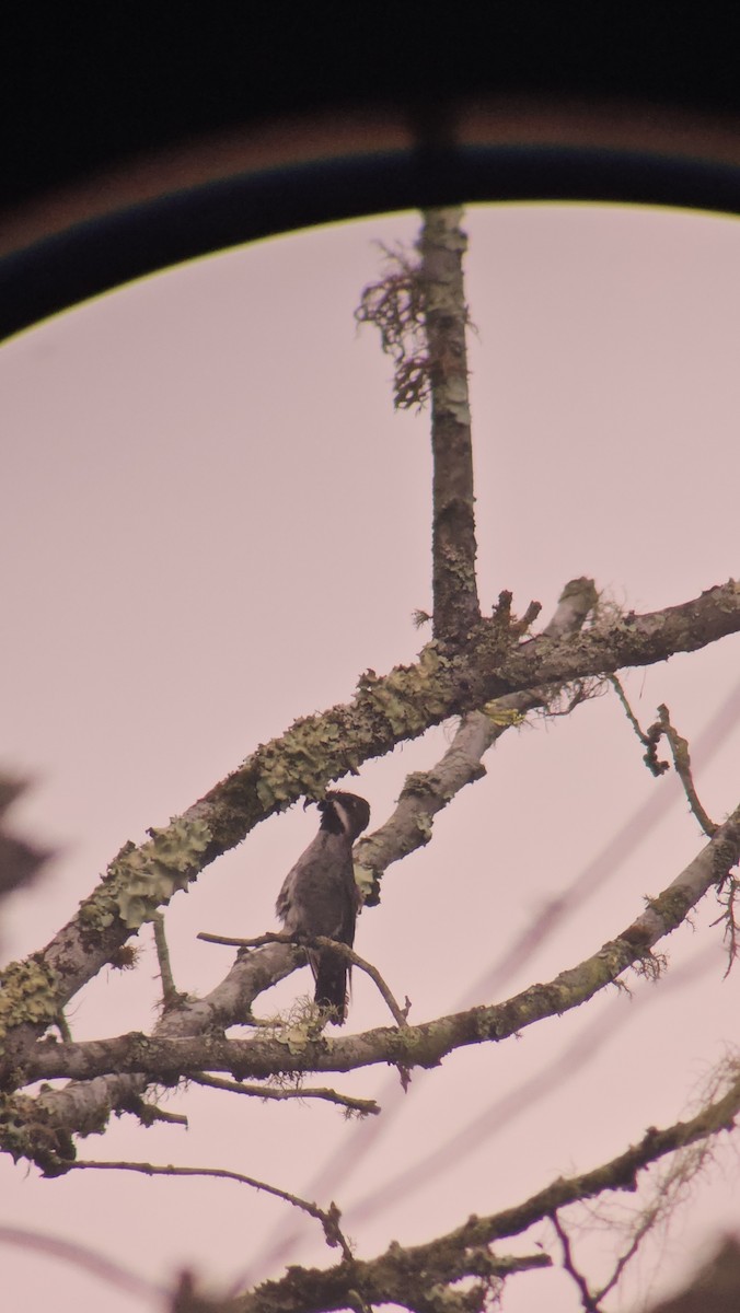 Long-billed Starthroat - ML619040833