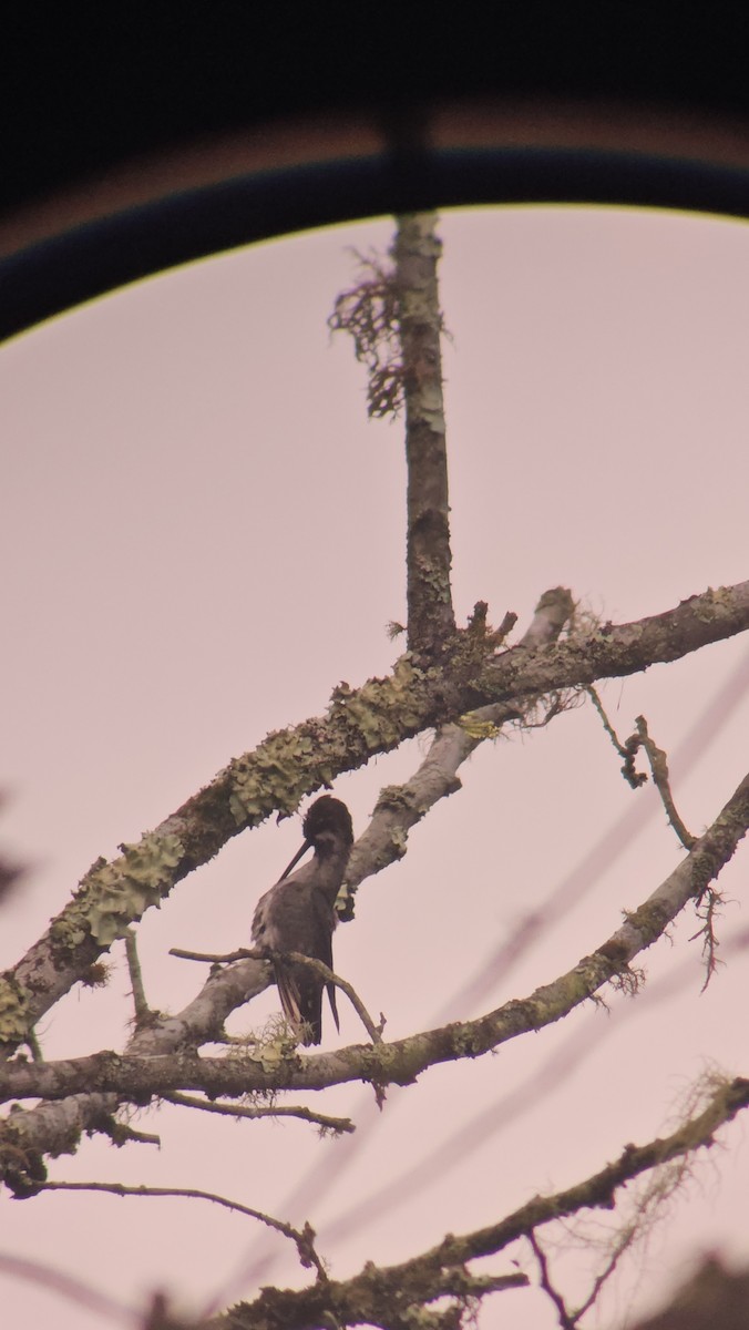 Long-billed Starthroat - Danny J Alvarado S