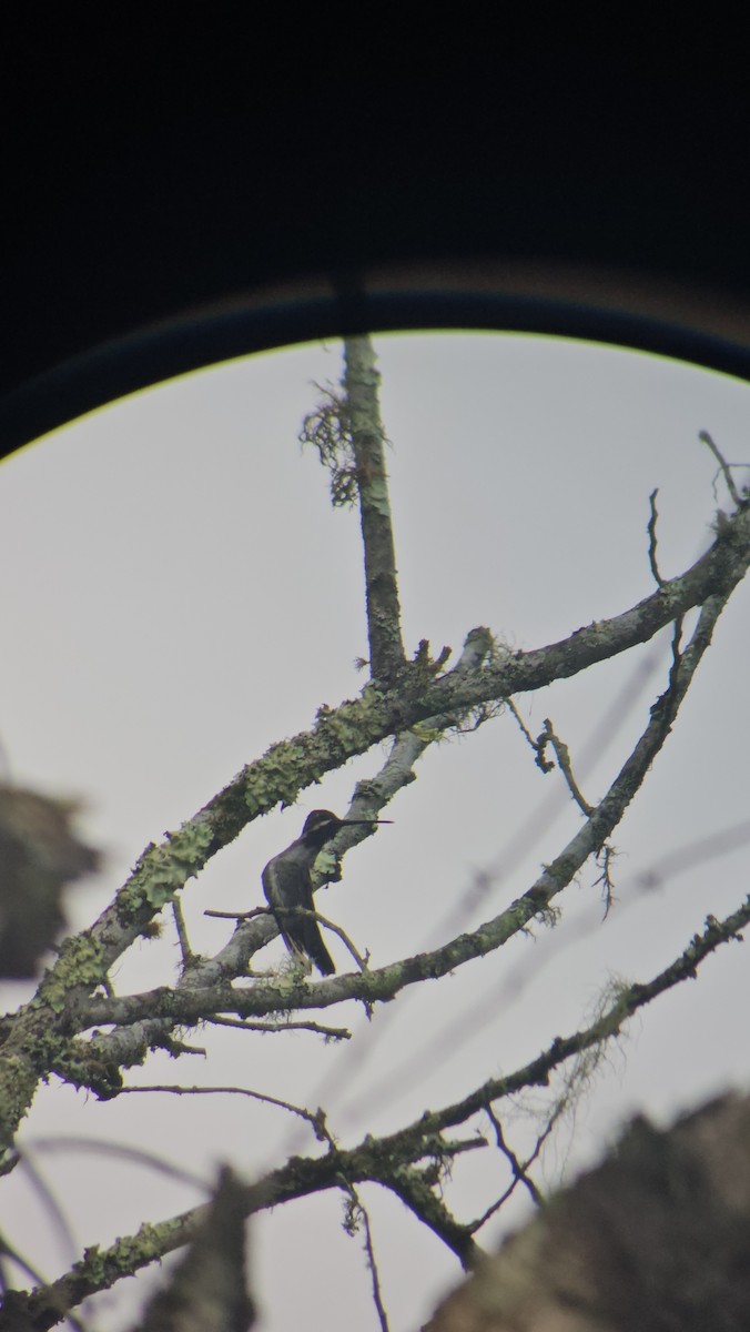 Long-billed Starthroat - Danny J Alvarado S