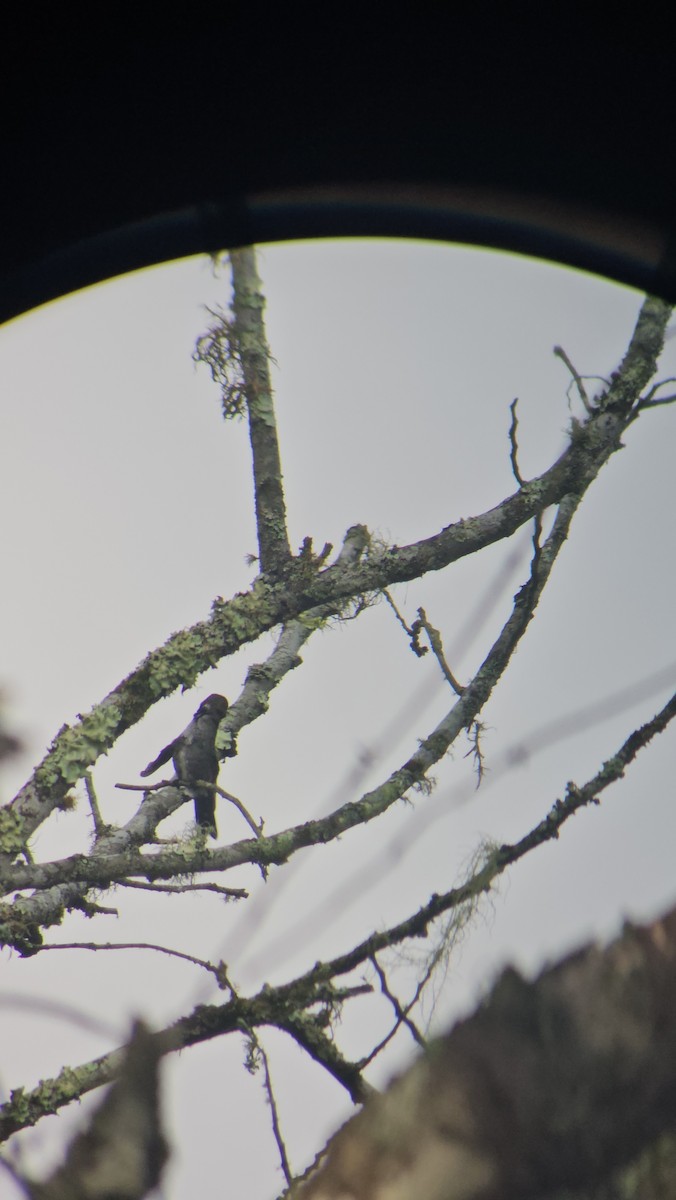 Long-billed Starthroat - Danny J Alvarado S