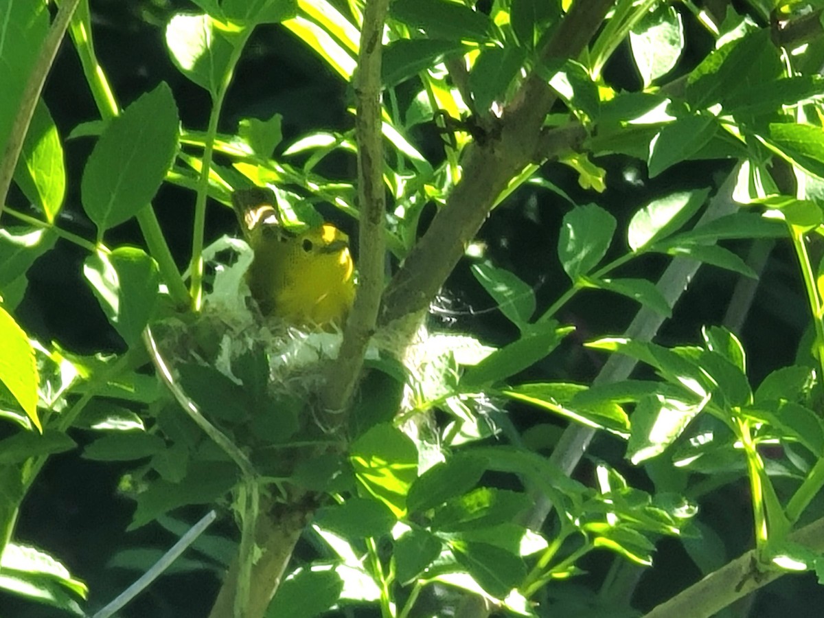 Yellow Warbler - ML619040840