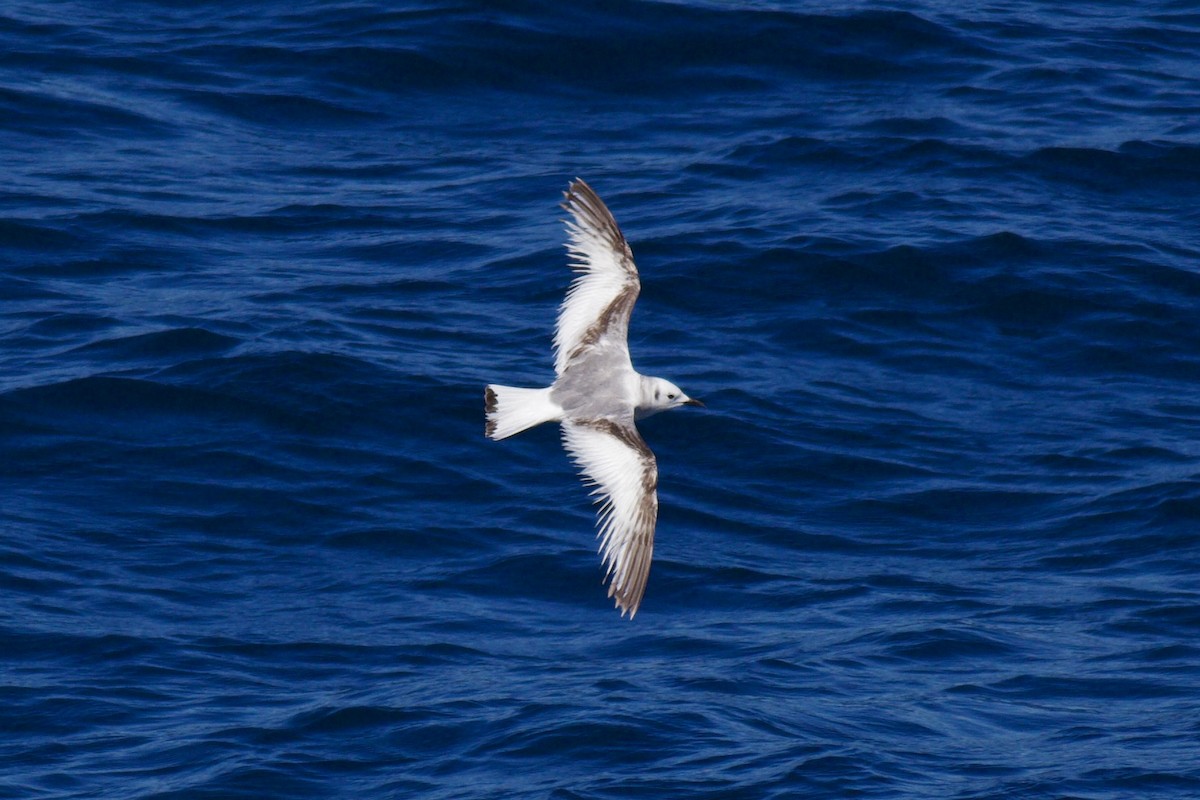 Black-legged Kittiwake - ML619040851
