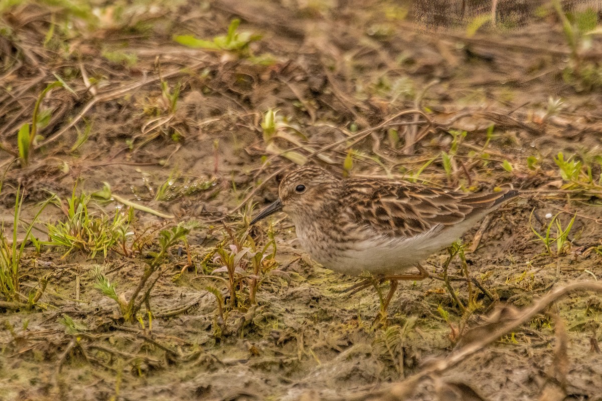 Least Sandpiper - Marc Boisvert