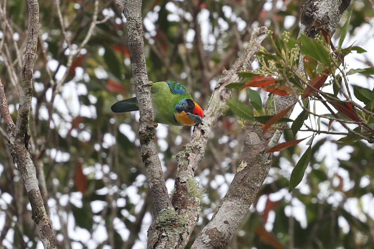 Necklaced Barbet - Brendan Ryan