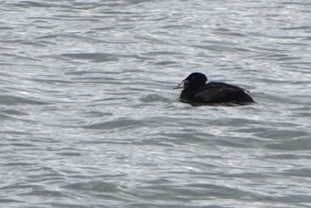 Surf Scoter - ML619040869