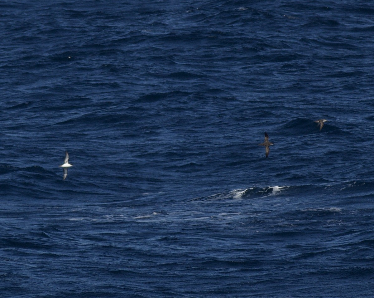 Yelkouan Shearwater - ML619040875