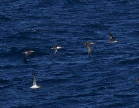 Yelkouan Shearwater - ML619040876