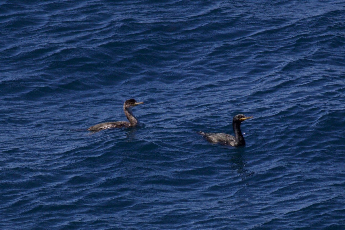 European Shag - ML619040904