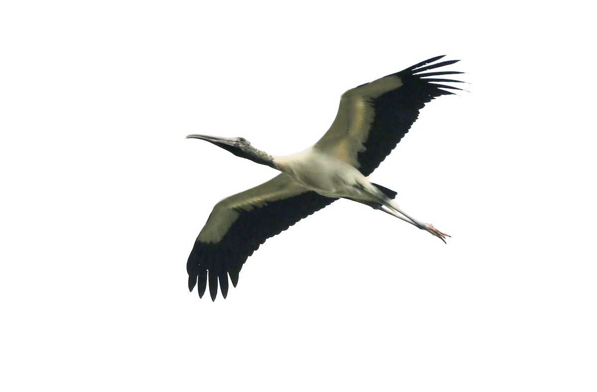 Wood Stork - ML619040920