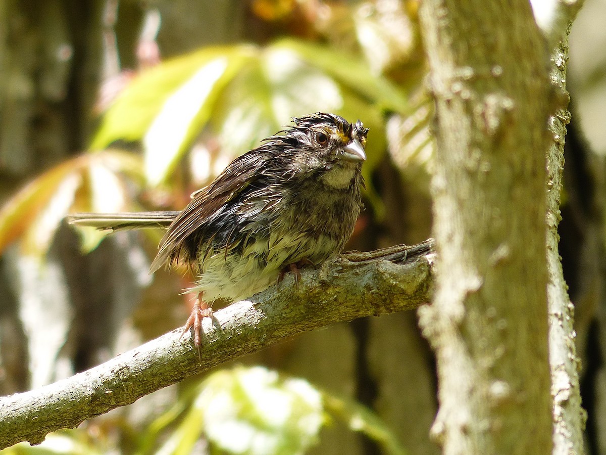 White-throated Sparrow - Felix Eckley