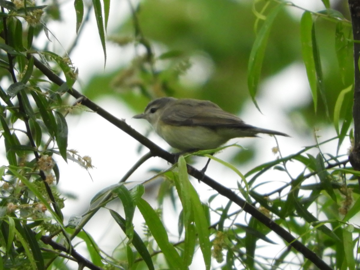 Warbling Vireo - Rex Graham