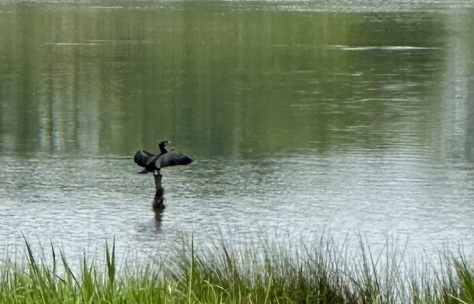 Great Cormorant - Eren Alkış