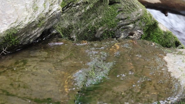 Louisiana Waterthrush - ML619040986