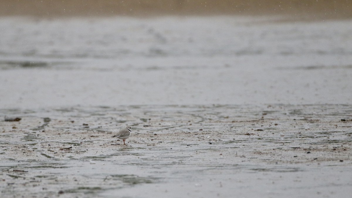 Piping Plover - ML619041000