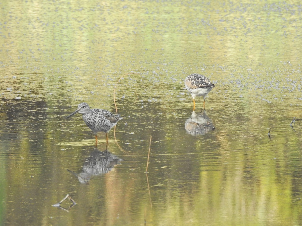 Greater Yellowlegs - Mike Meyer