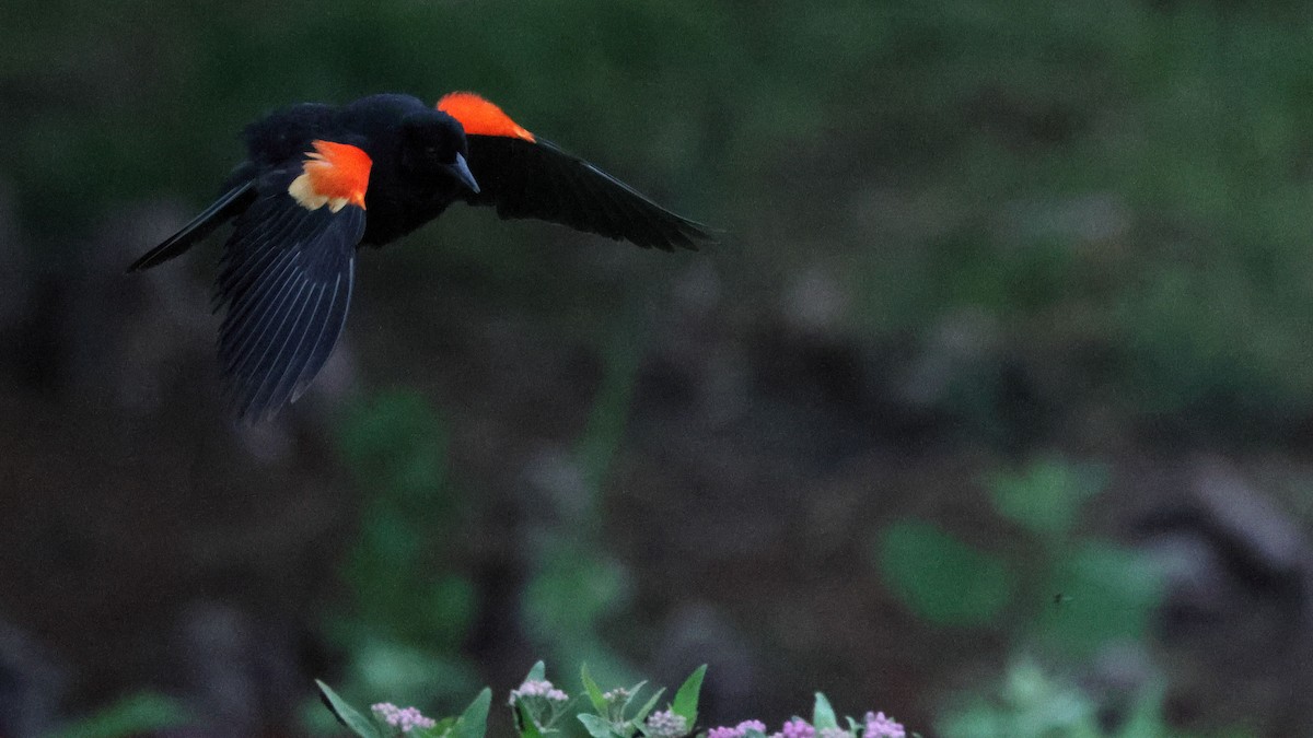 Red-winged Blackbird - Anthony Marella