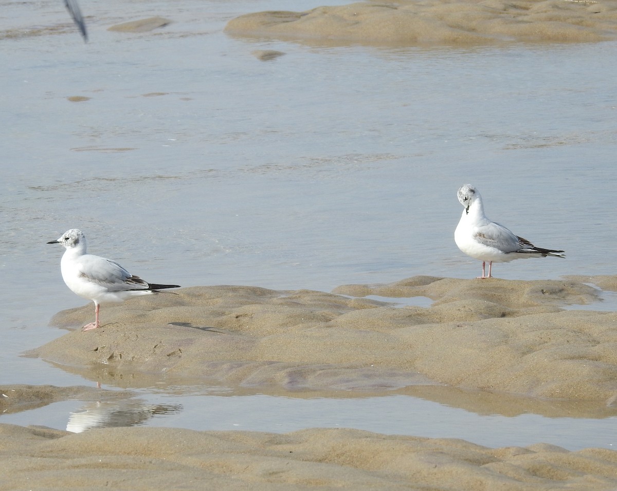 Bonaparte's Gull - Dan Prima