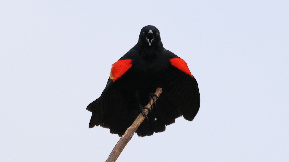 Red-winged Blackbird - Anthony Marella