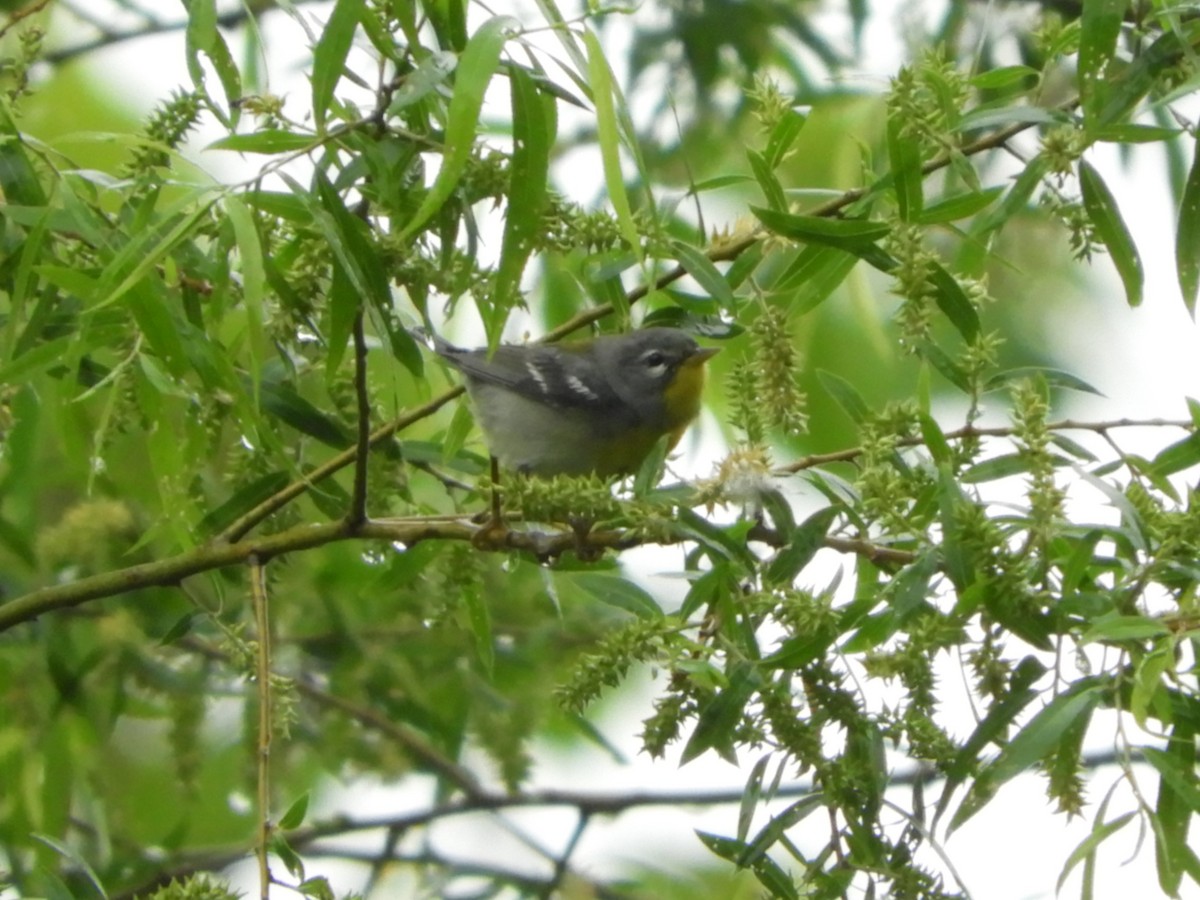 Northern Parula - Rex Graham