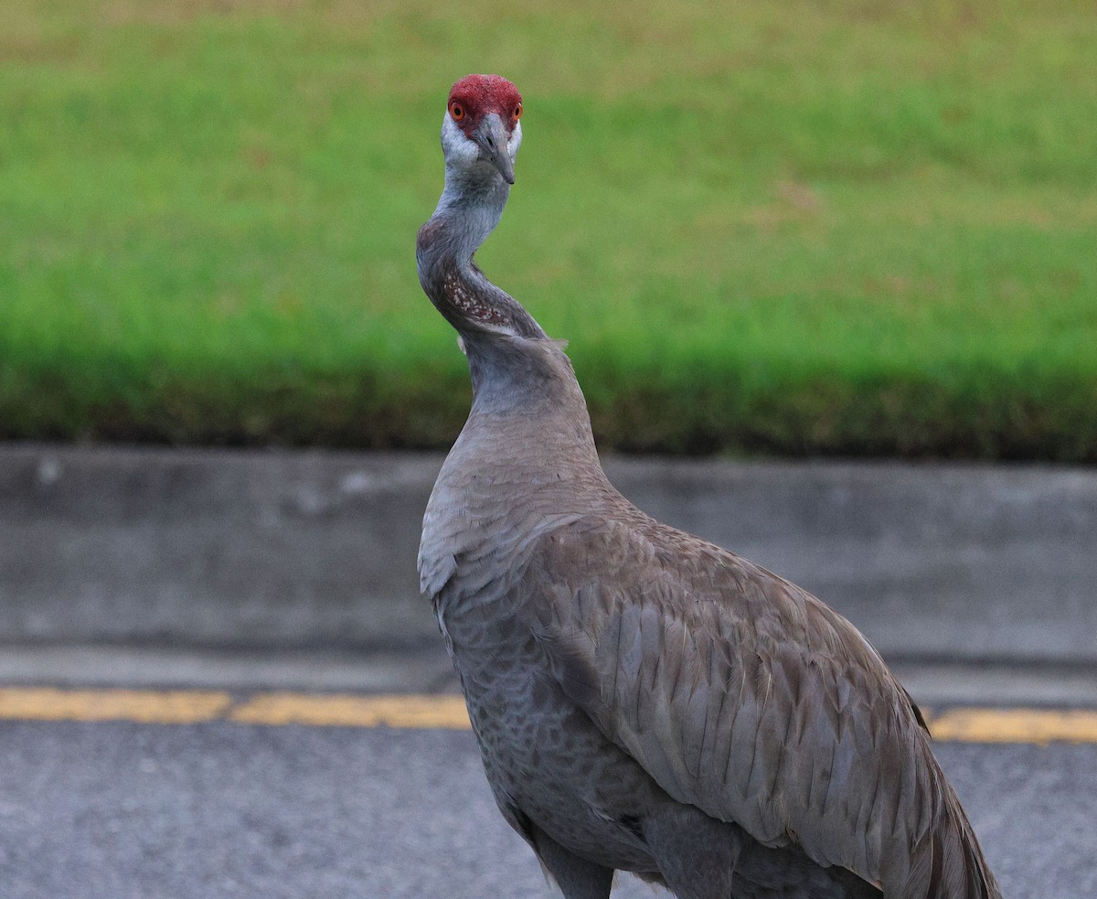 Sandhill Crane - Anthony Marella