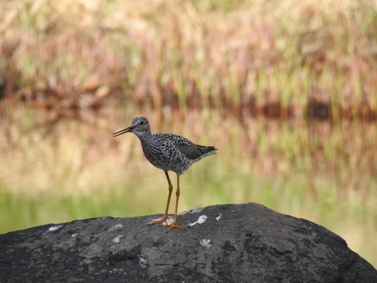 Greater Yellowlegs - ML619041059